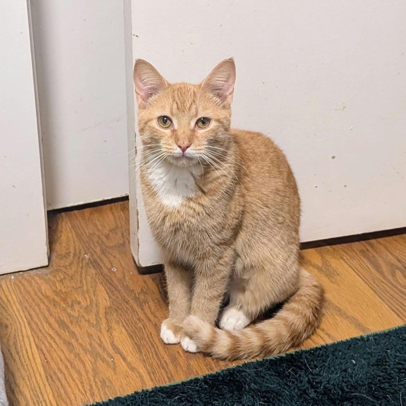 Bubbles, a ADOPTABLE Tabby in New York, NY image 6/6