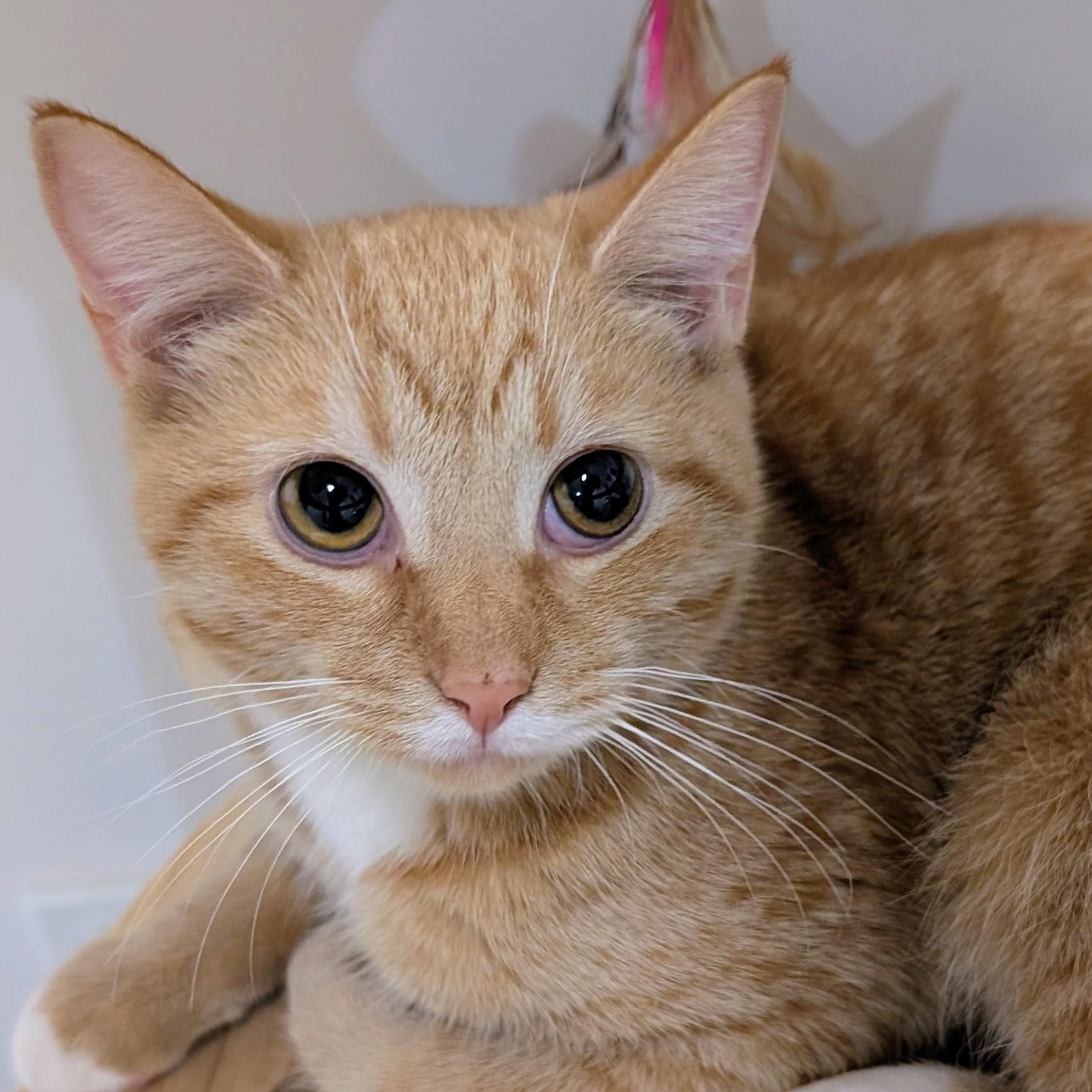 Bubbles, ADOPTABLE, Kitten Female Tabby.