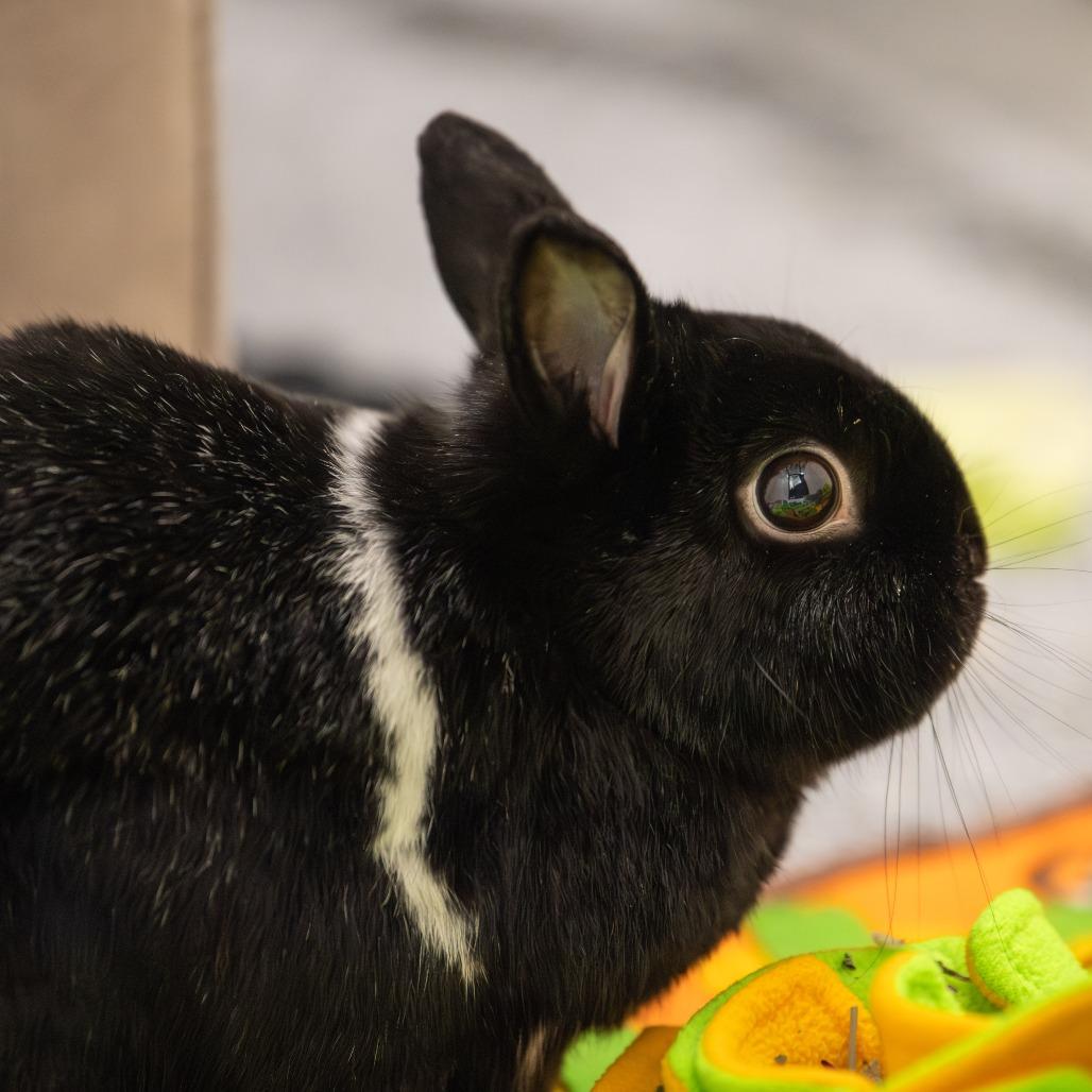 Buster *Bonded w/ SweetPea*, Adoptable, Adult Male Netherland Dwarf.