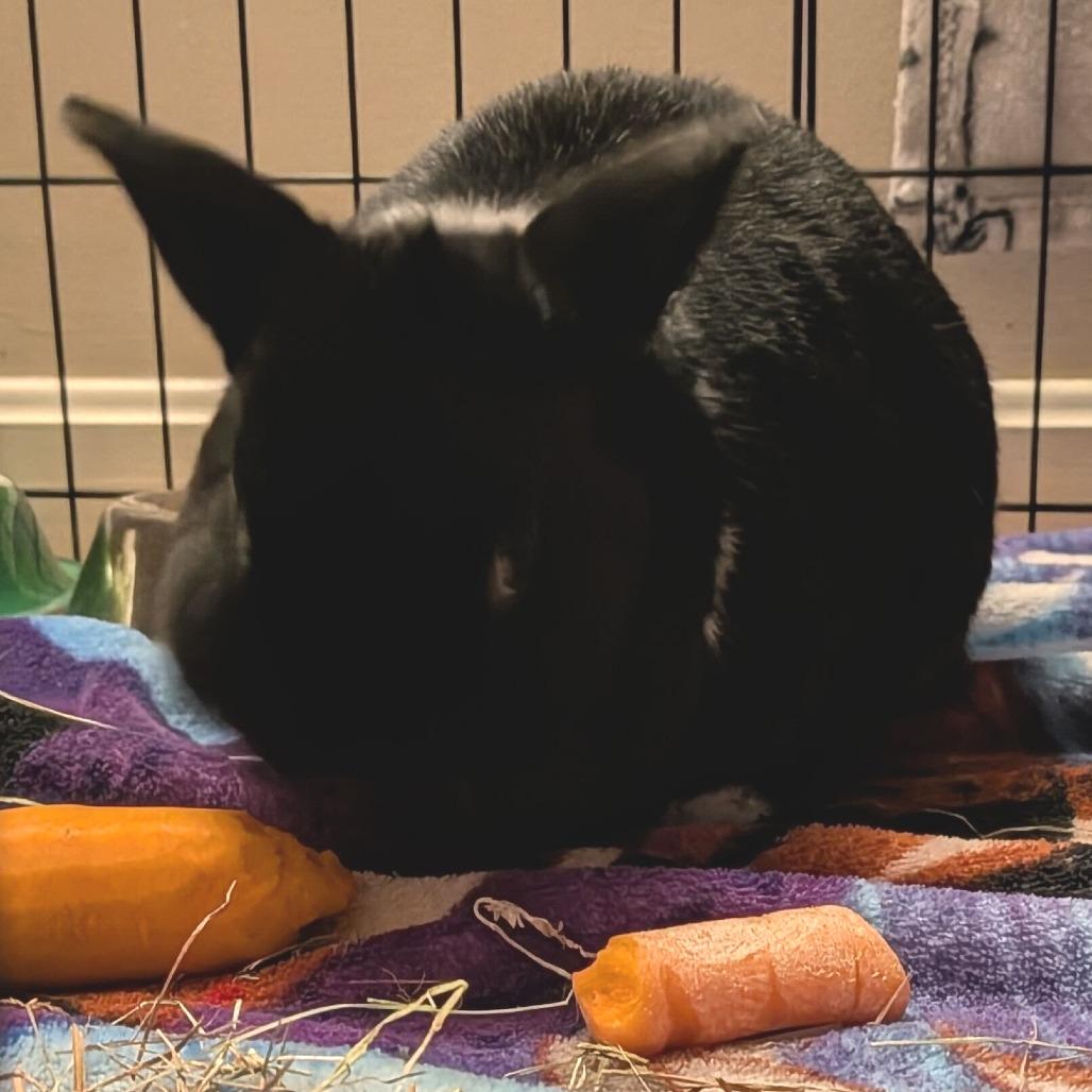 Enlarge Buster *Bonded w/ SweetPea*, a Adoptable Netherland Dwarf in Kennebunk, ME image 2/6