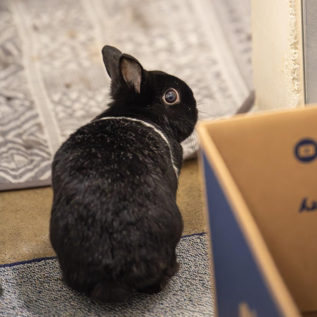 Enlarge Buster *Bonded w/ SweetPea*, a Adoptable Netherland Dwarf in Kennebunk, ME image 3/6
