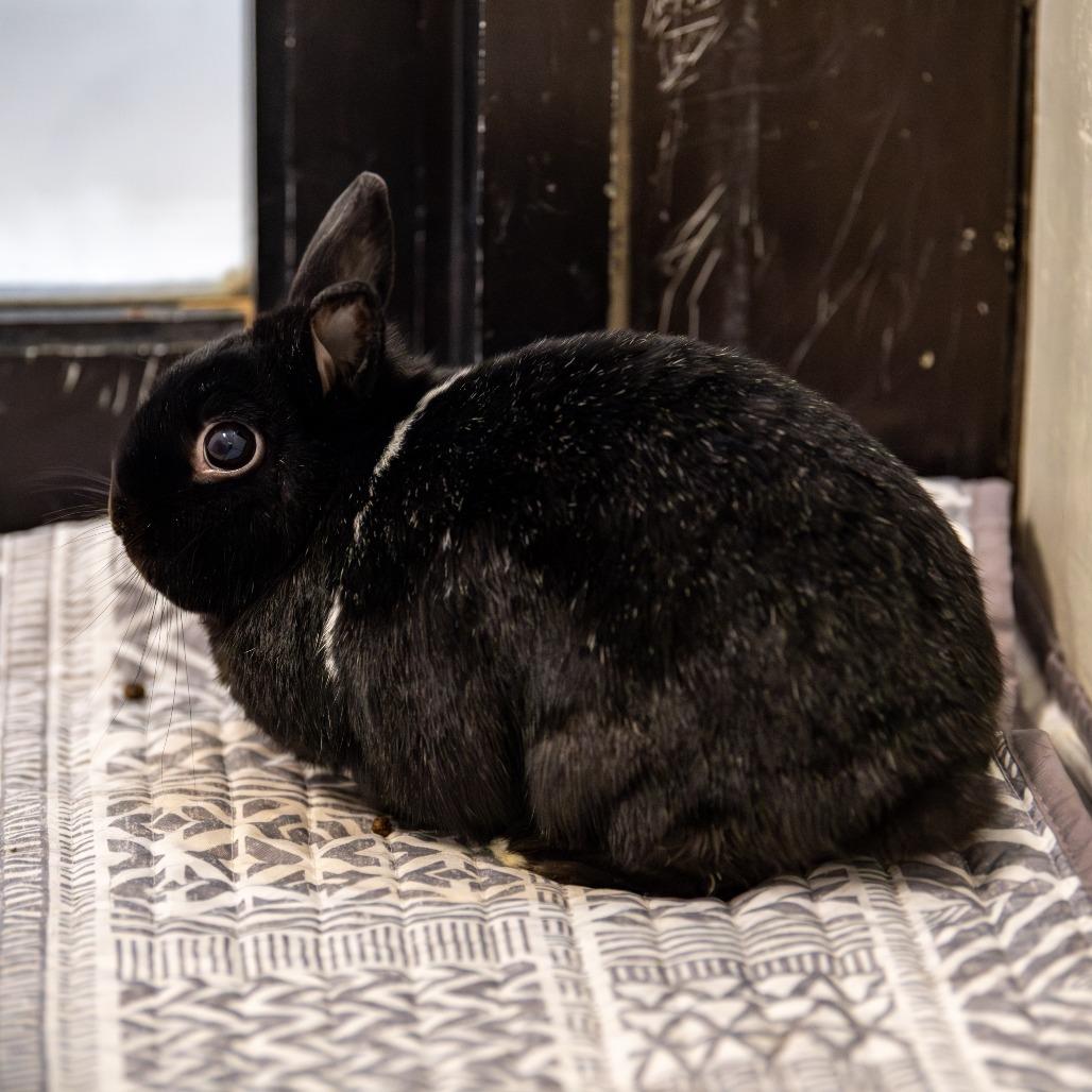 Enlarge Buster *Bonded w/ SweetPea*, a Adoptable Netherland Dwarf in Kennebunk, ME image 4/6