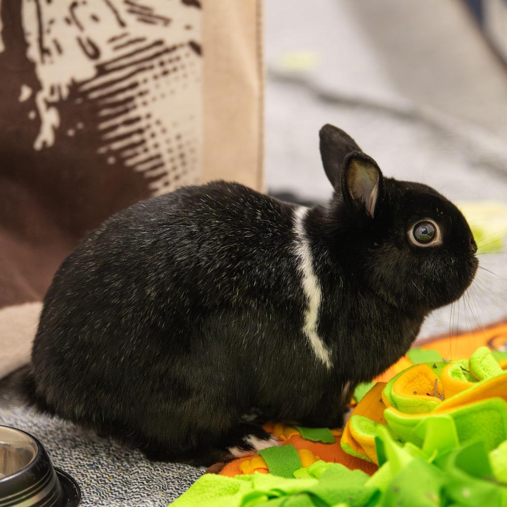 Enlarge Buster *Bonded w/ SweetPea*, a Adoptable Netherland Dwarf in Kennebunk, ME image 5/6