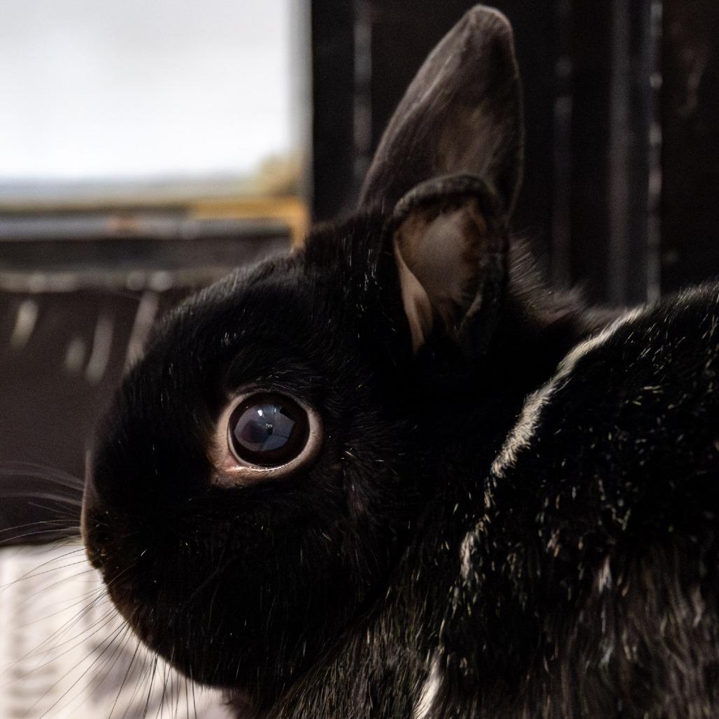 Enlarge Buster *Bonded w/ SweetPea*, a Adoptable Netherland Dwarf in Kennebunk, ME image 6/6
