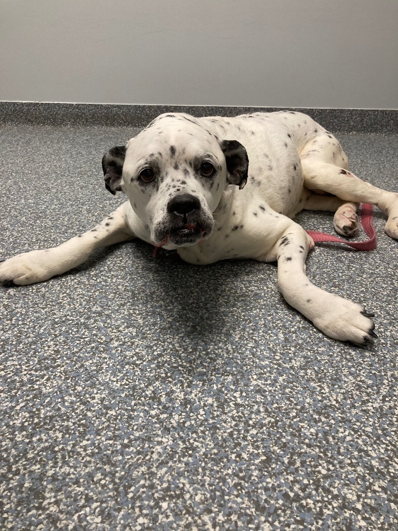 Bella, a Adopted mixed breed in Orlando, FL image 1/6