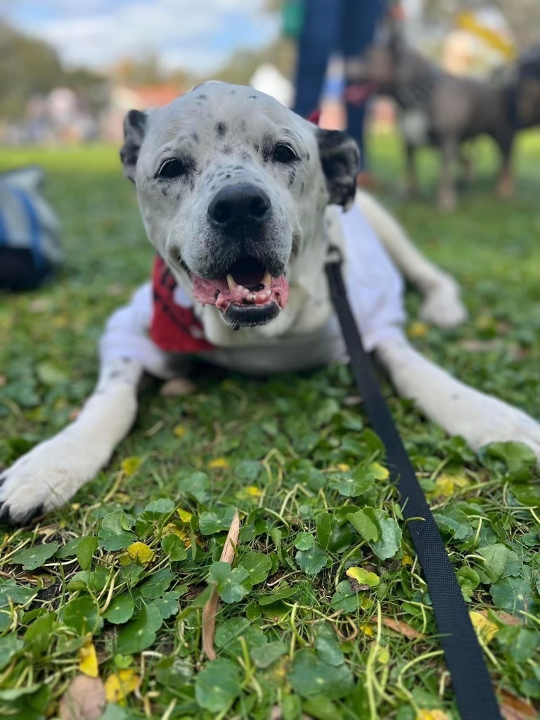 Bella, a Adopted mixed breed in Orlando, FL image 2/6