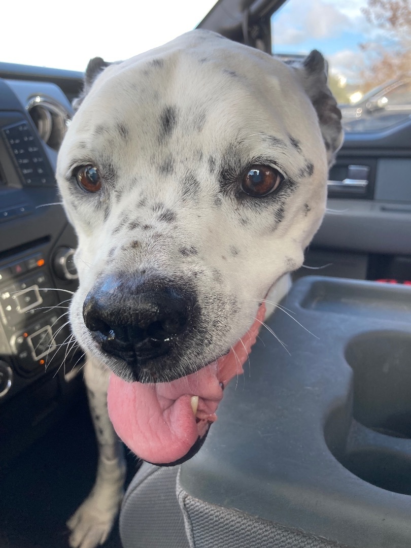 Bella, a Adopted mixed breed in Orlando, FL image 3/6