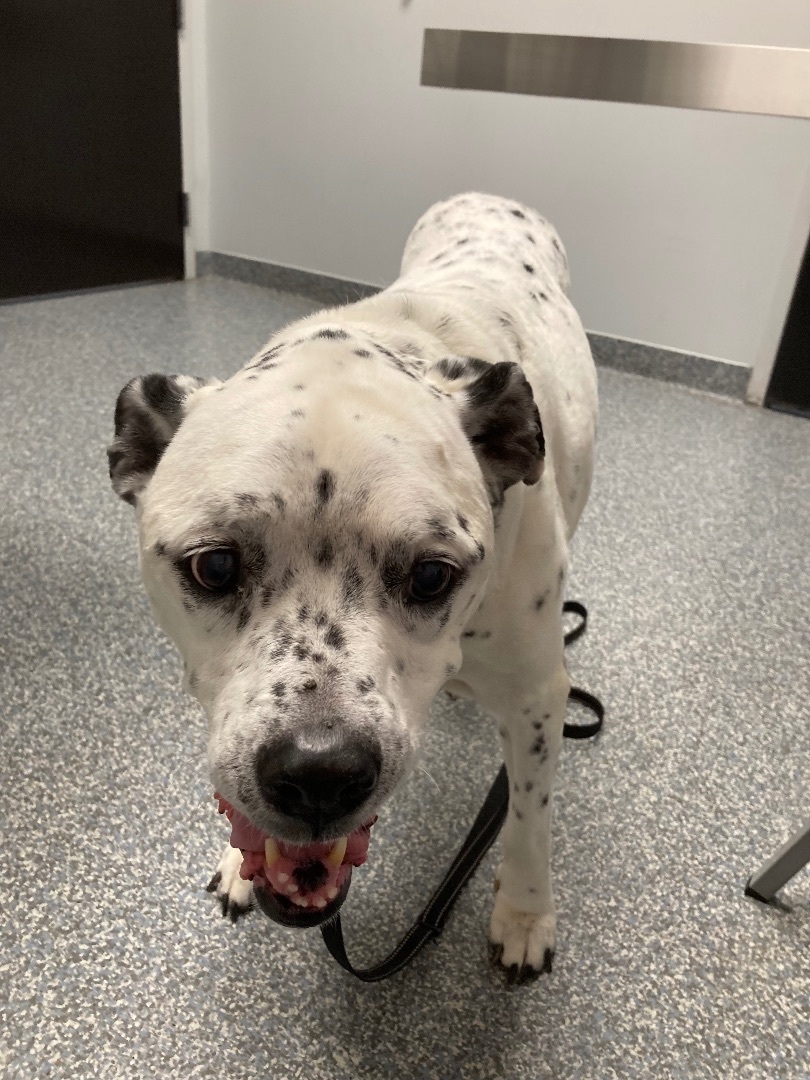 Bella, a Adopted mixed breed in Orlando, FL image 4/6