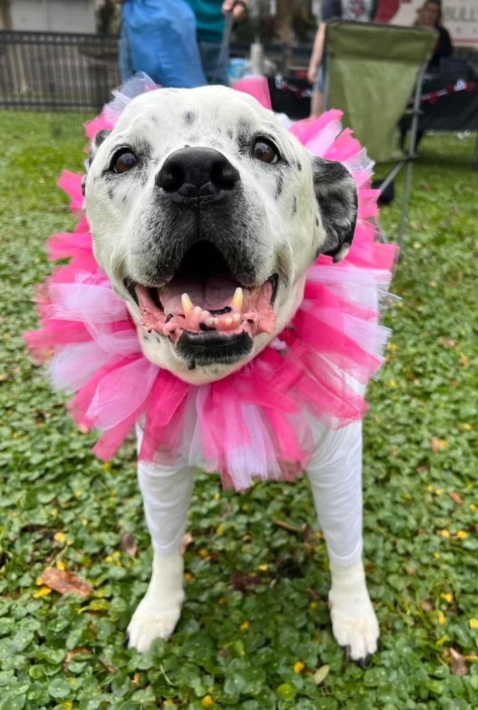 Bella, a Adopted mixed breed in Orlando, FL image 5/6