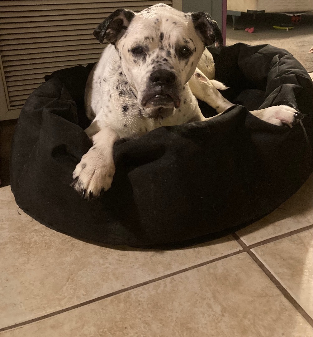 Bella, a Adopted mixed breed in Orlando, FL image 6/6