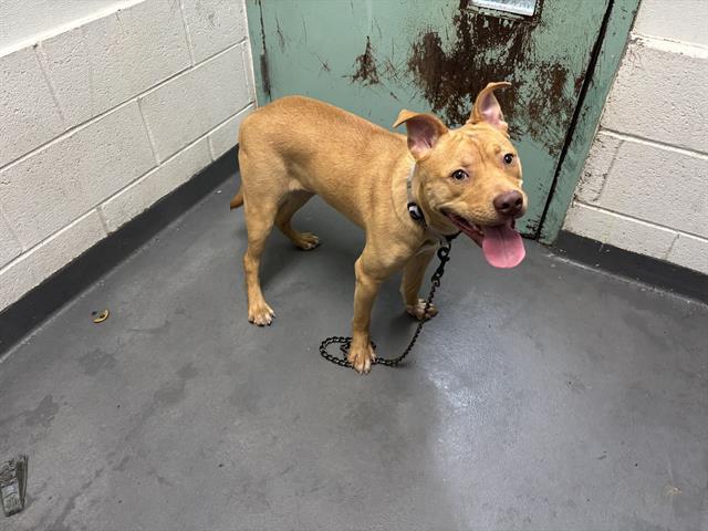 CALI TUNA, Adoptable, Young Female Pit Bull Terrier.