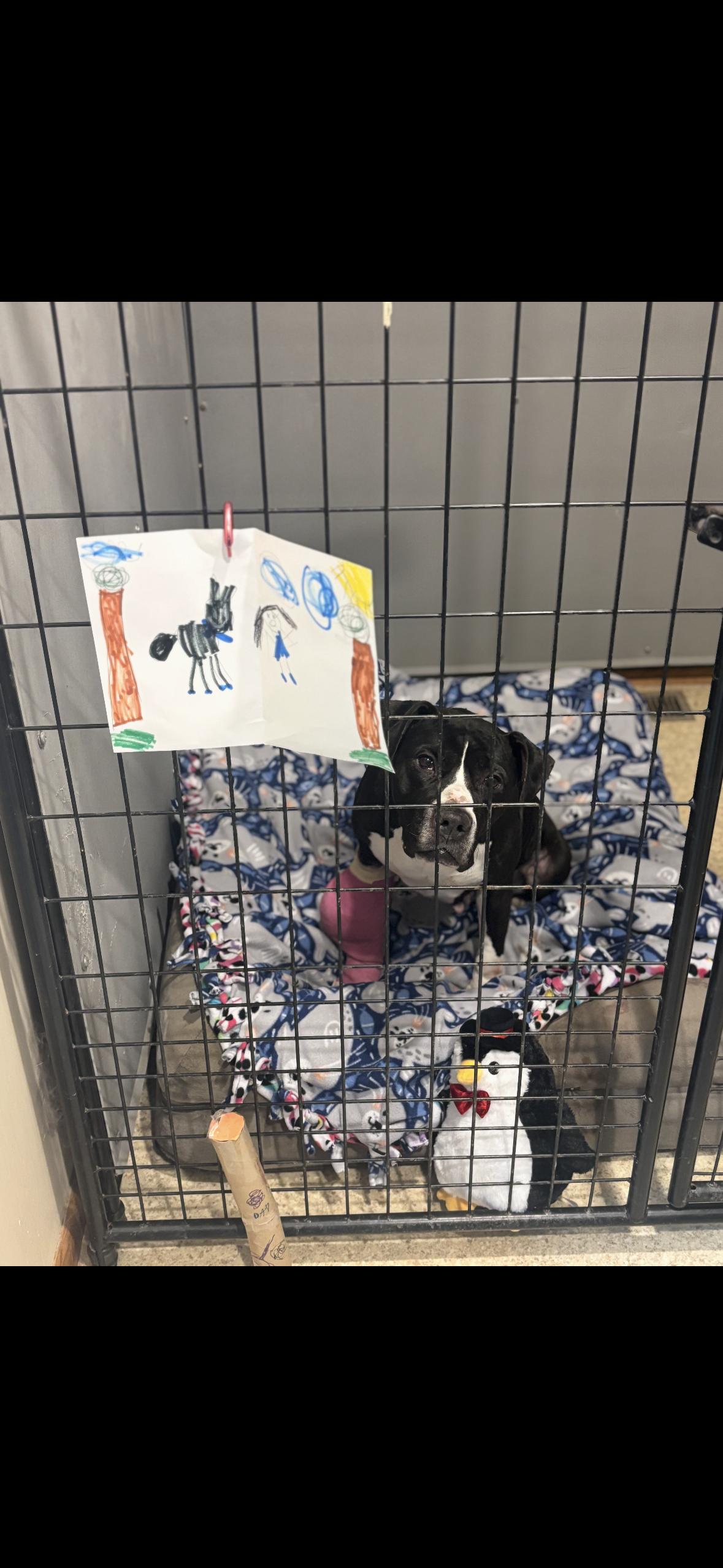 Enlarge Buttercup (Tripod), a ADOPTABLE mixed breed in Medford, NJ image 3/6