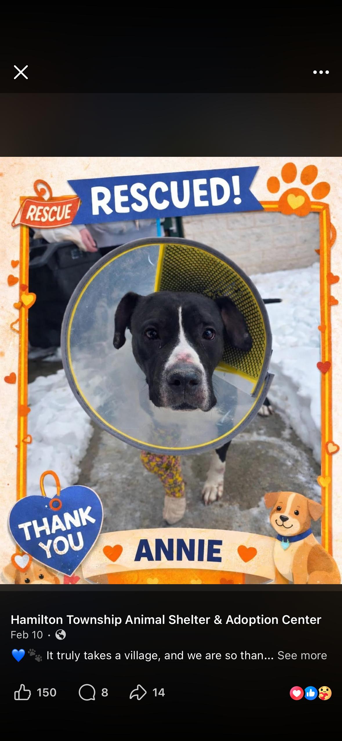 Enlarge Buttercup (Tripod), a ADOPTABLE mixed breed in Medford, NJ image 5/6