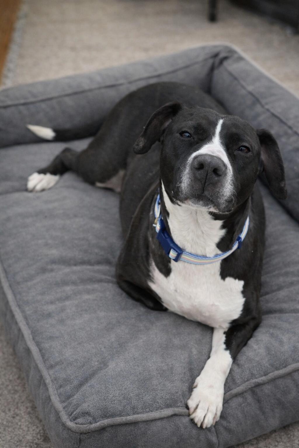 Enlarge Buttercup (Tripod), a ADOPTABLE mixed breed in Medford, NJ image 4/6