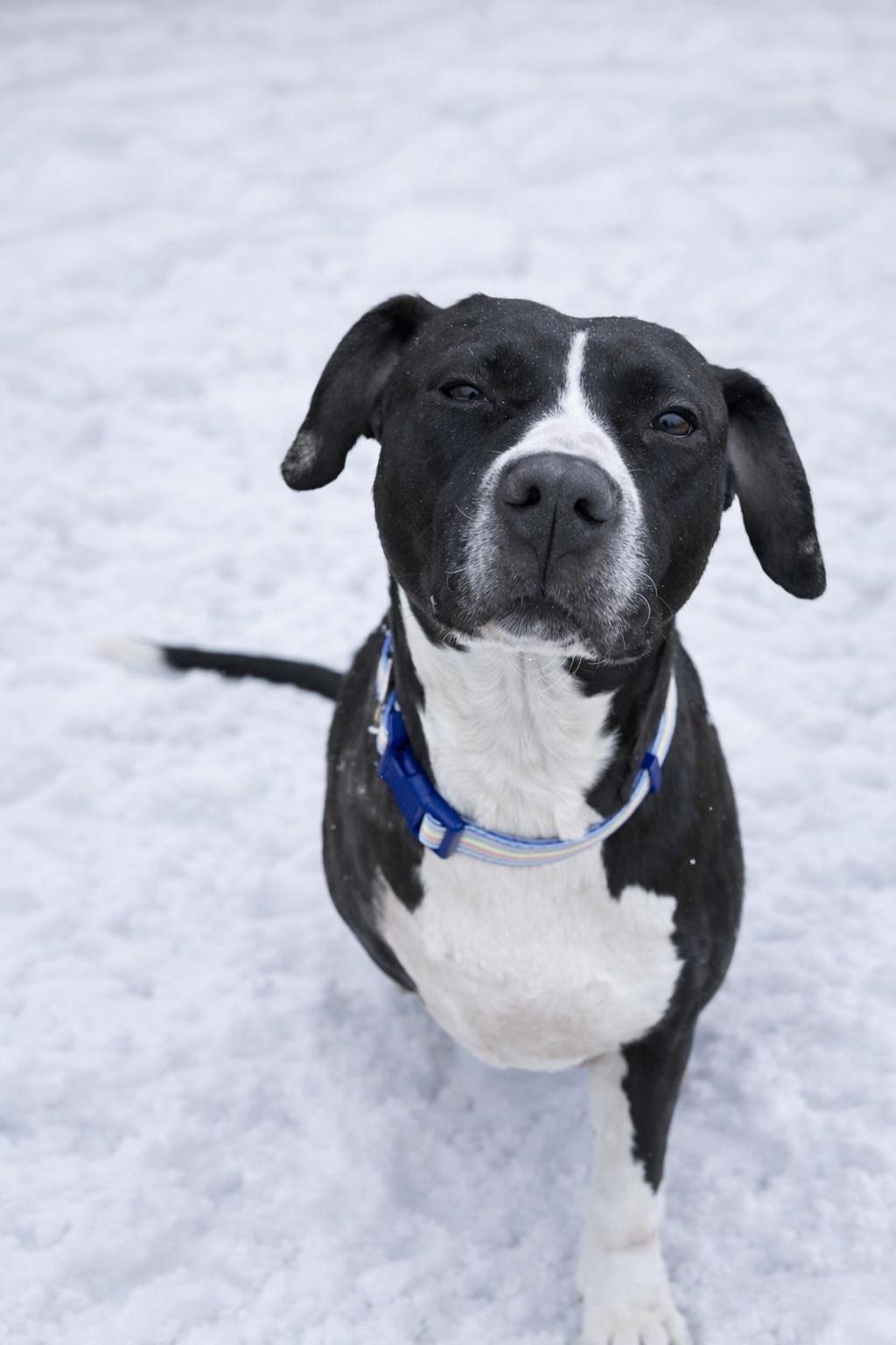 Enlarge Buttercup (Tripod), a ADOPTABLE mixed breed in Medford, NJ image 1/6
