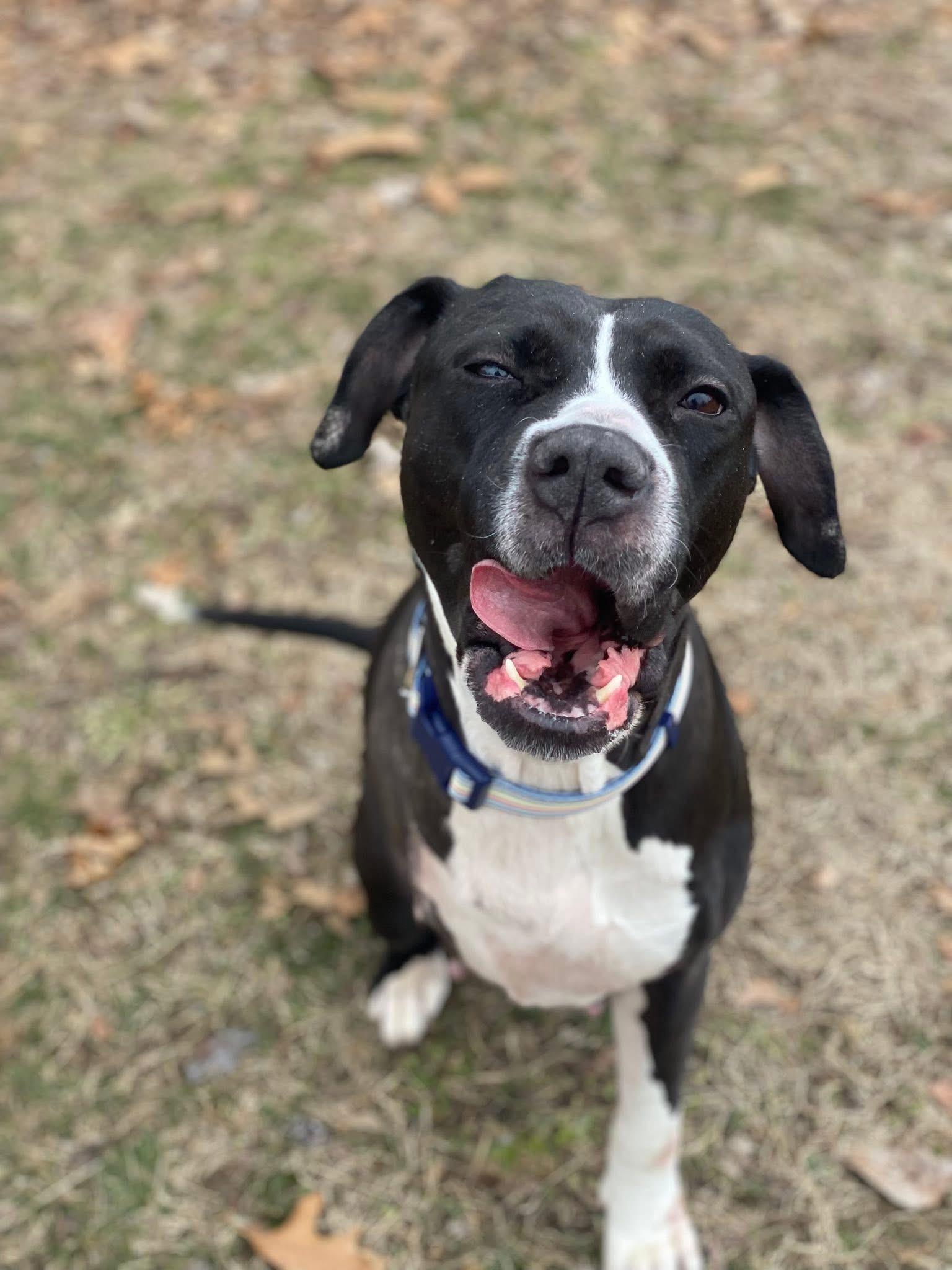 Enlarge Buttercup (Tripod), a ADOPTABLE mixed breed in Medford, NJ image 6/6