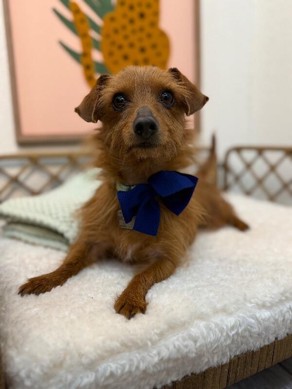 Austin Happyheart Wigglesnout McTreats — thumbnail 4