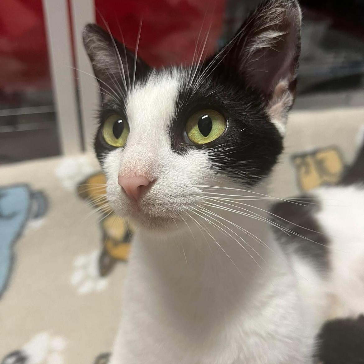 Opal, Adoptable, Adult Female Domestic Short Hair.