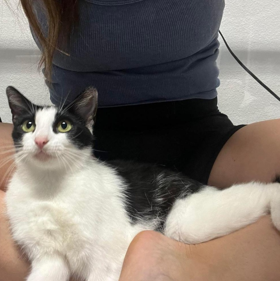 Enlarge Opal, a Adoptable Domestic Short Hair in jacksonville, FL image 3/5