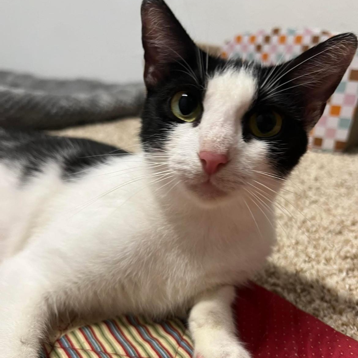 Enlarge Opal, a Adoptable Domestic Short Hair in jacksonville, FL image 5/5