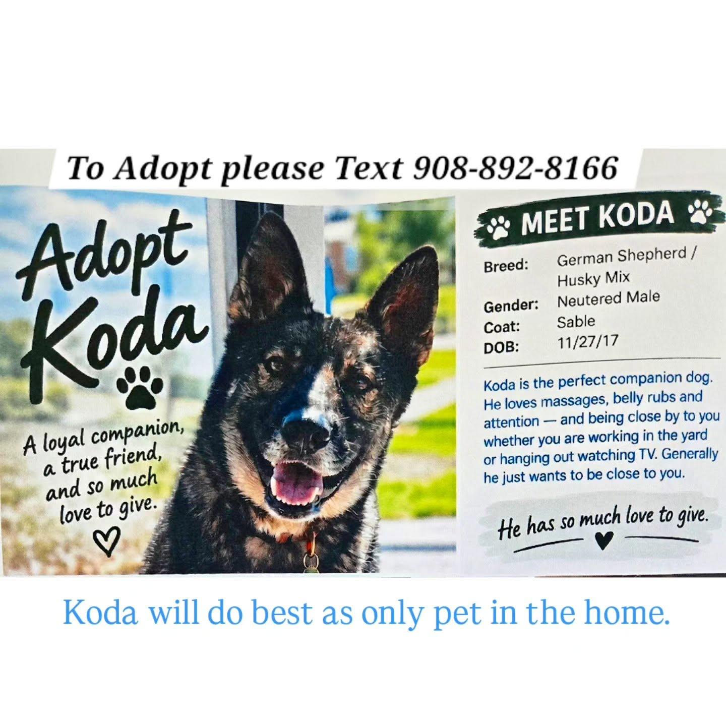 KODA, Adoptable, Adult Female German Shepherd Dog & Australian Cattle Dog / Blue Heeler.