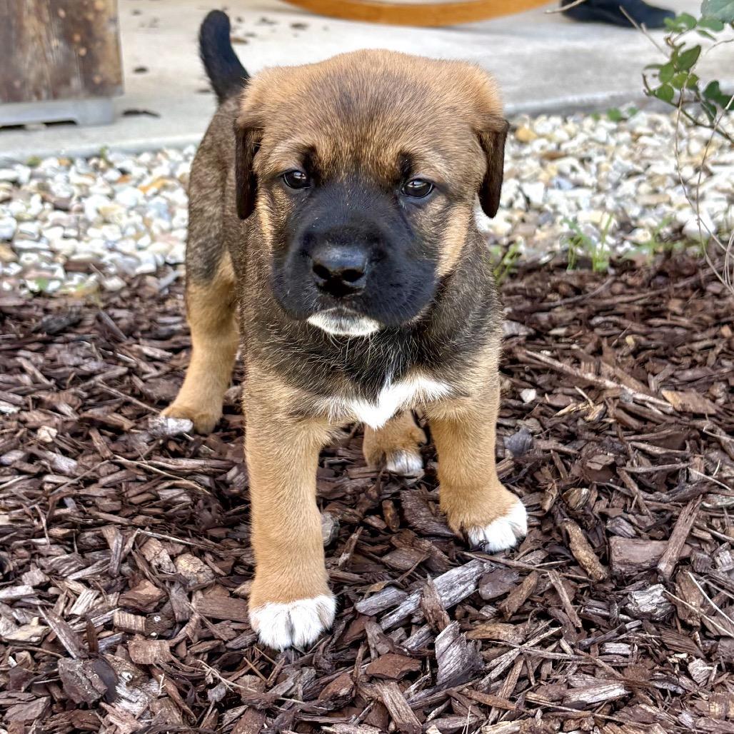 Belle, a Adoptable Labrador Retriever in Baton Rouge, LA image 1/6