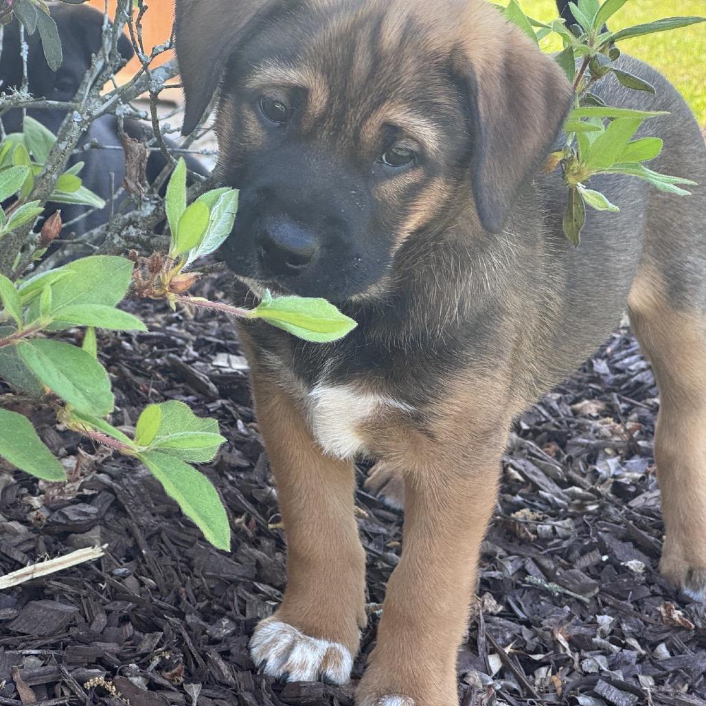 Belle, a Adoptable Labrador Retriever in Baton Rouge, LA image 2/6