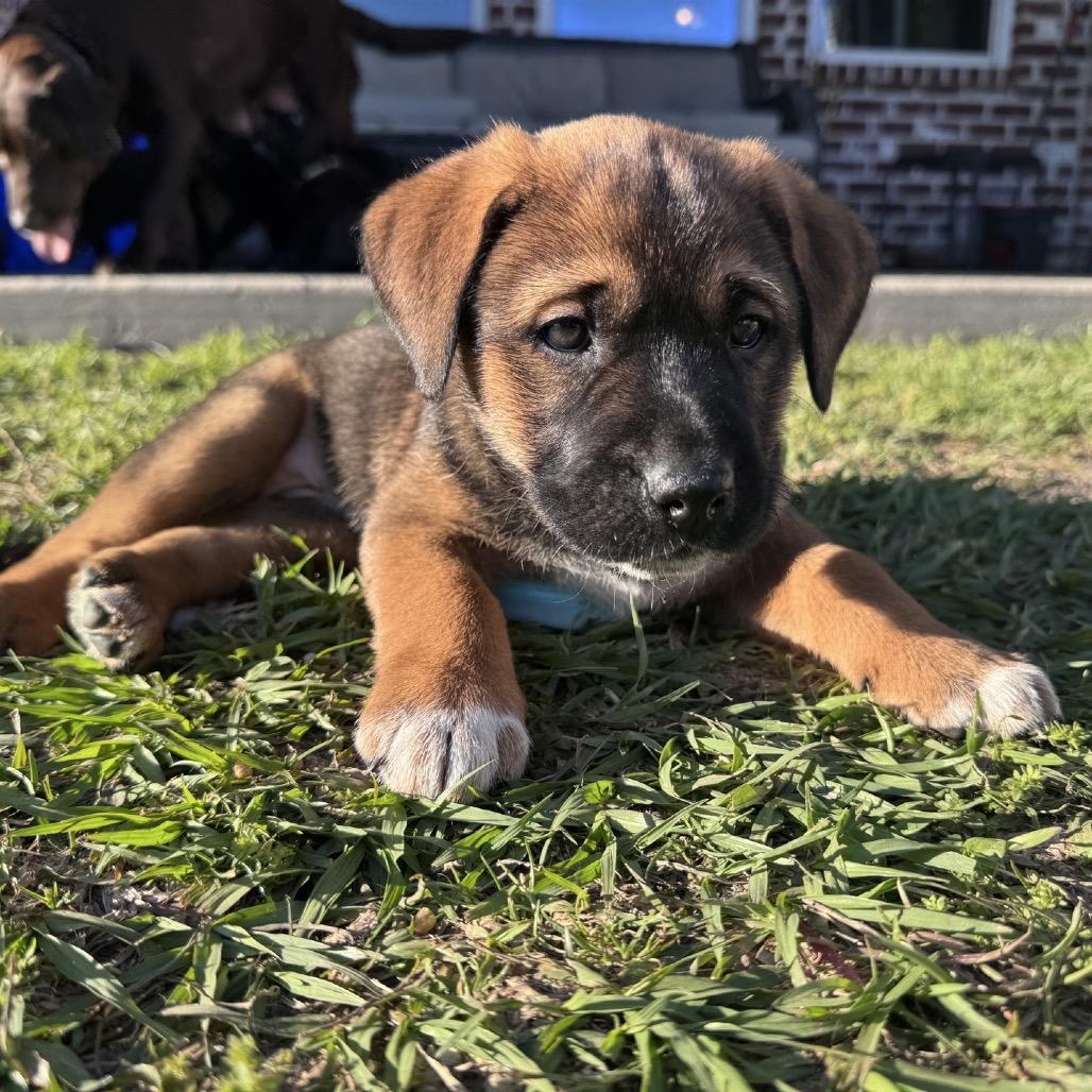 Belle, a Adoptable Labrador Retriever in Baton Rouge, LA image 3/6