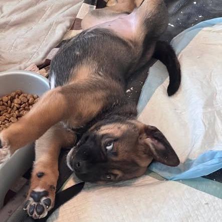 Belle, a Adoptable Labrador Retriever in Baton Rouge, LA image 4/6