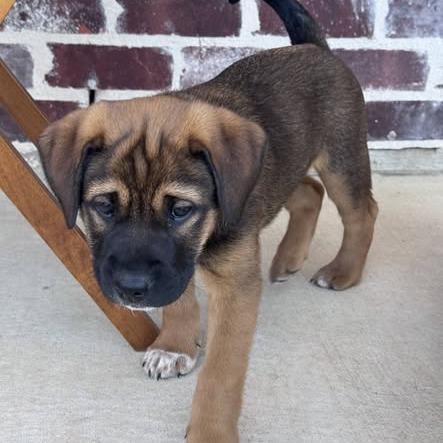 Belle, a Adoptable Labrador Retriever in Baton Rouge, LA image 5/6