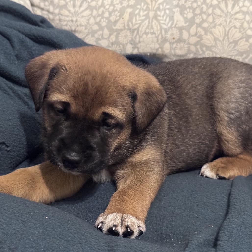 Belle, a Adoptable Labrador Retriever in Baton Rouge, LA image 6/6