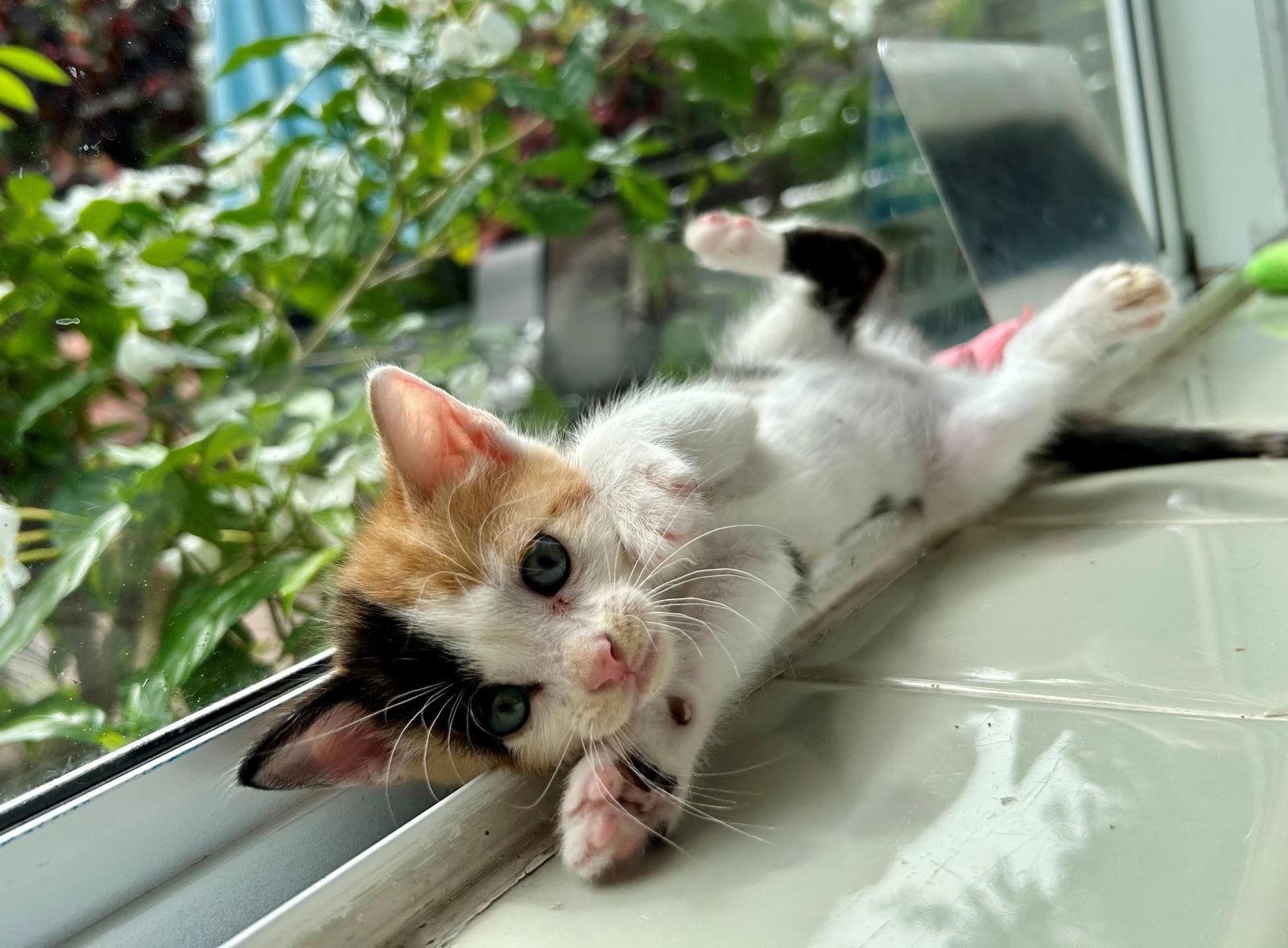 KATNISS BABY, Adopted, Kitten Female Calico.