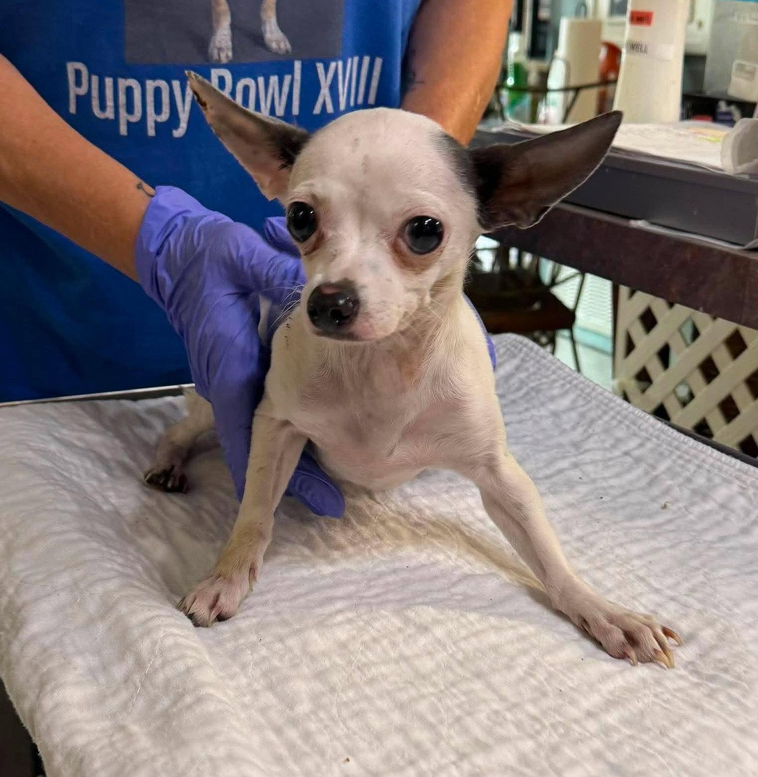 Poppyseed (NOT YET AVAILABLE), Adoptable, Young Female Chihuahua.