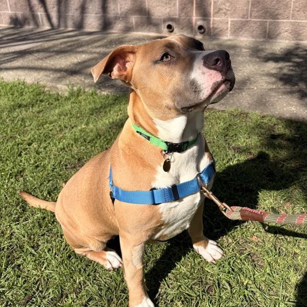 Enlarge Celeste, a Adoptable mixed breed in Oakland, CA image 1/2