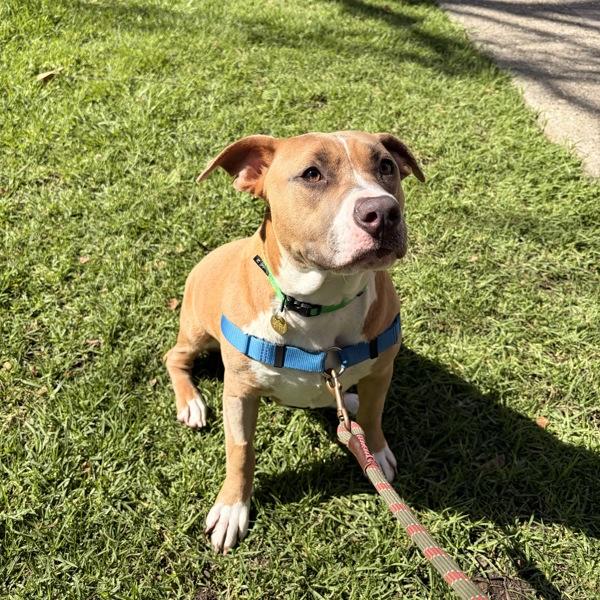 Enlarge Celeste, a Adoptable mixed breed in Oakland, CA image 2/2