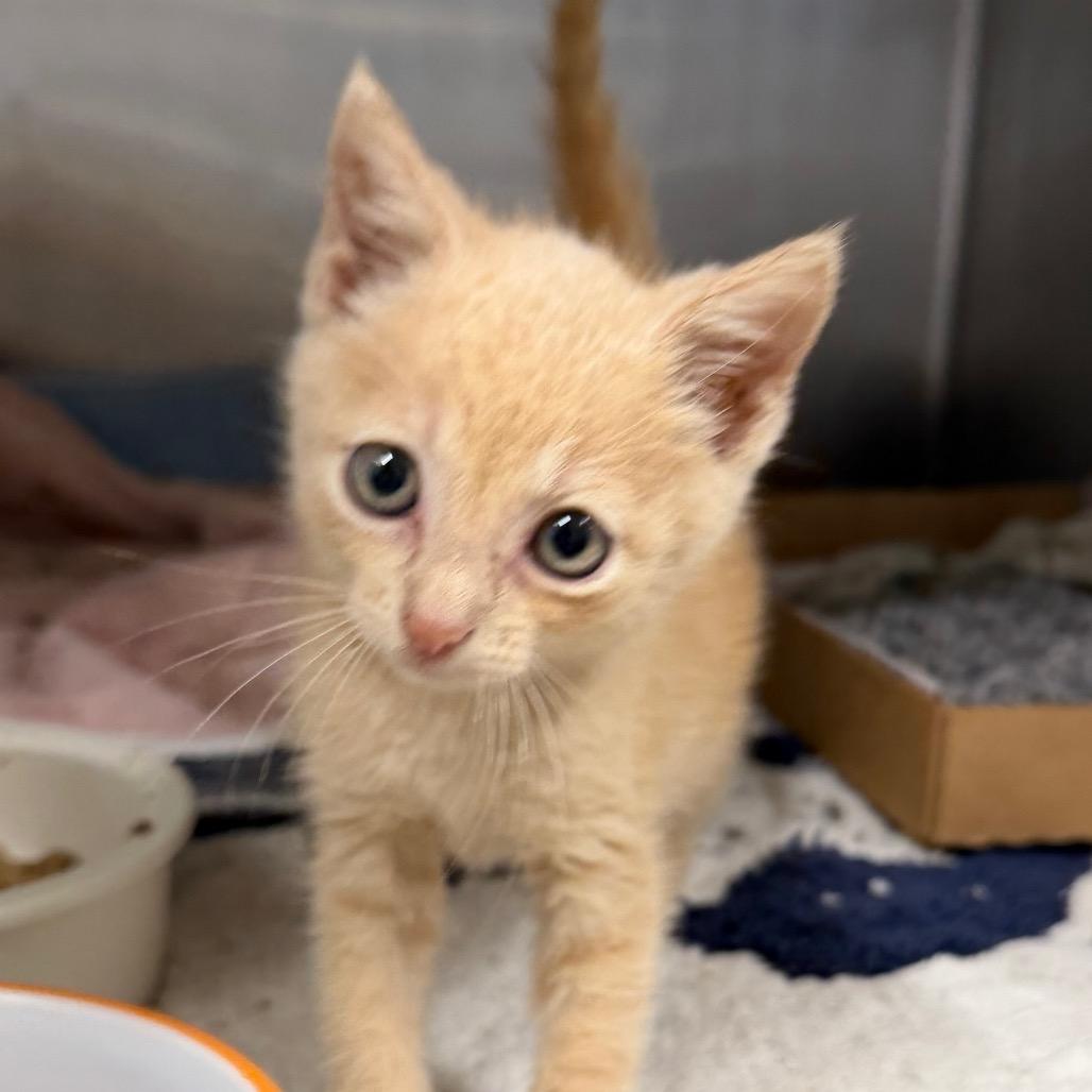 Mr Spooky, Adoptable, Kitten Male Domestic Short Hair & Domestic Short Hair.