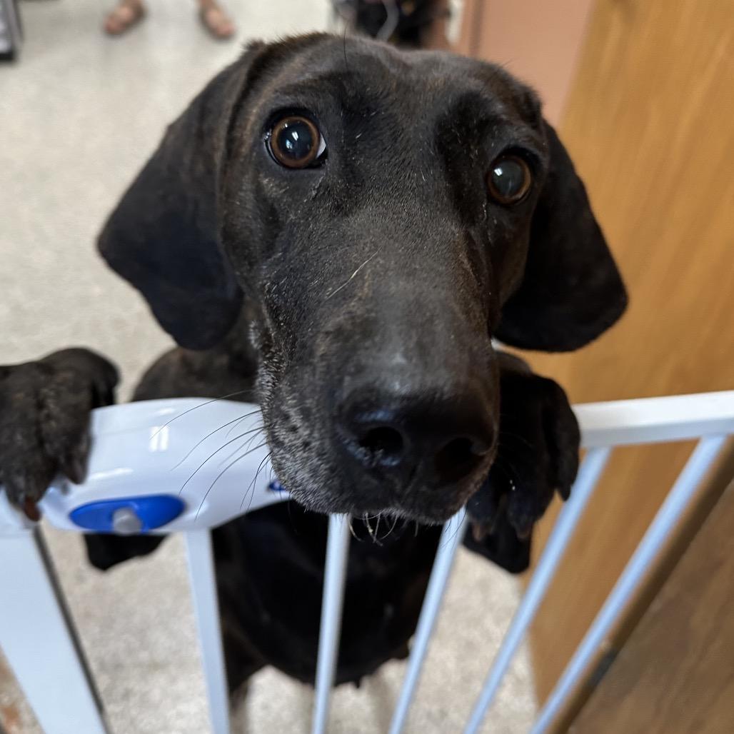 Kahlua, Adoptable, Adult Female Pointer & Hound.