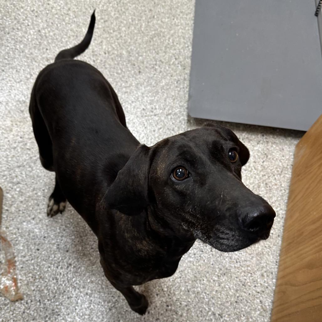 Enlarge Kahlua, a Adoptable mixed breed in Detroit Lakes, MN image 2/6