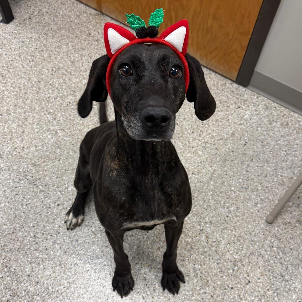 Enlarge Kahlua, a Adoptable mixed breed in Detroit Lakes, MN image 3/6