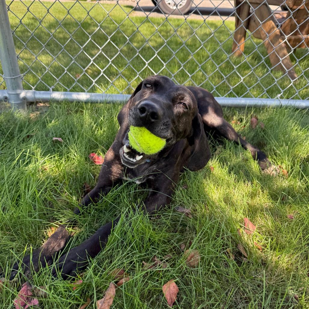 Enlarge Kahlua, a Adoptable mixed breed in Detroit Lakes, MN image 4/6