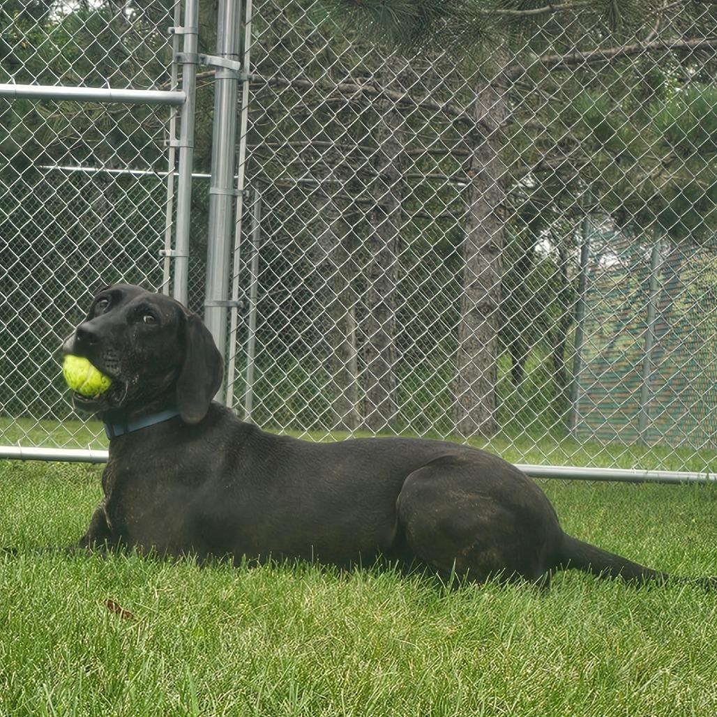 Enlarge Kahlua, a Adoptable mixed breed in Detroit Lakes, MN image 5/6