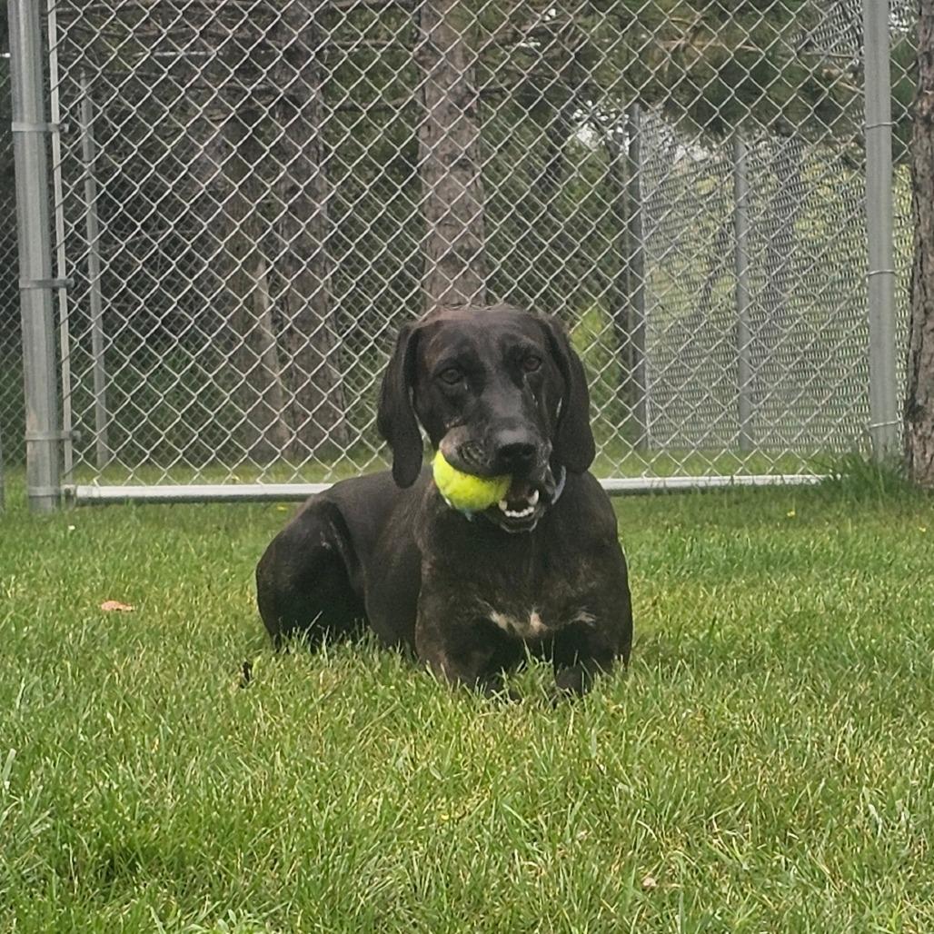 Enlarge Kahlua, a Adoptable mixed breed in Detroit Lakes, MN image 6/6