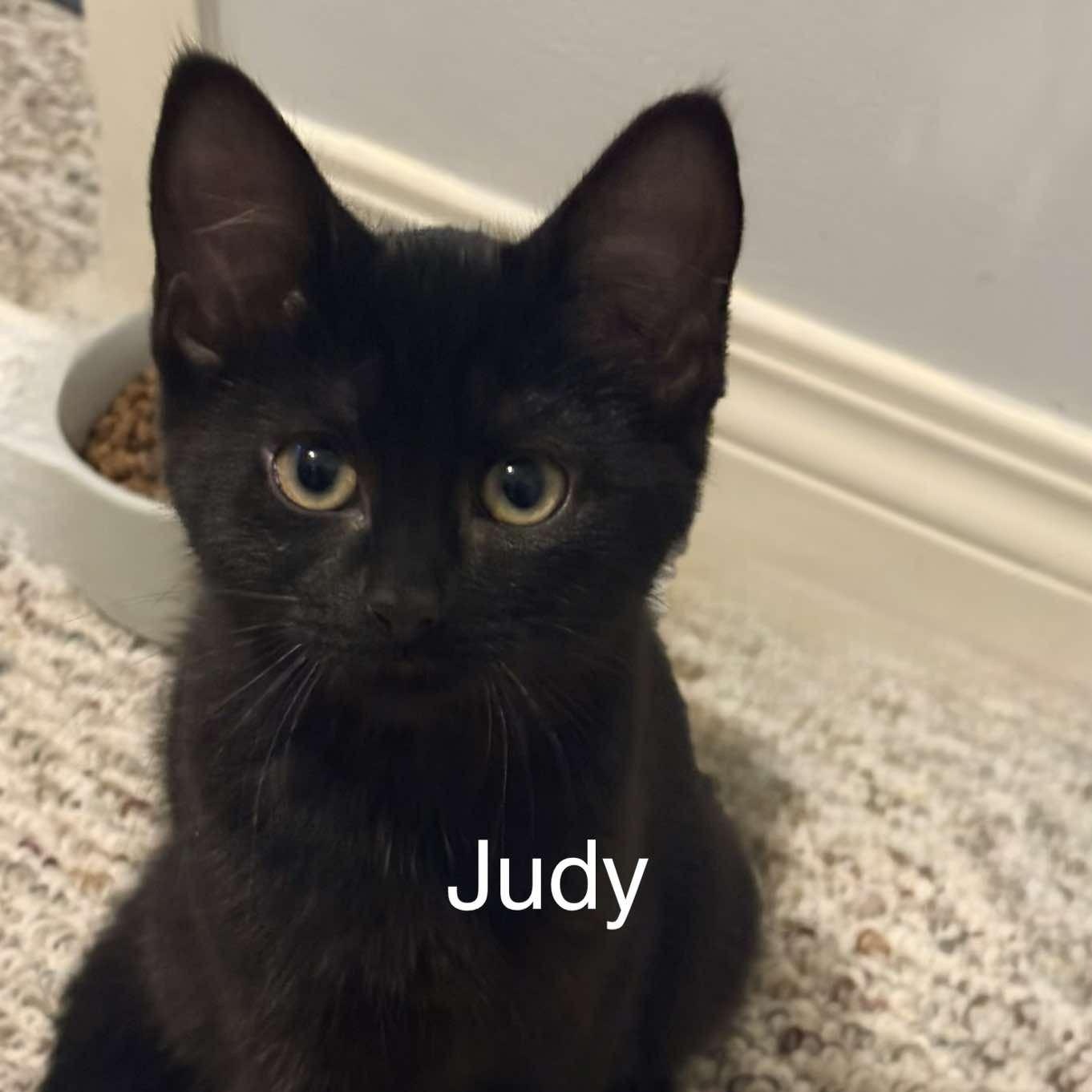 Judy, ADOPTABLE, Young Female Domestic Short Hair.