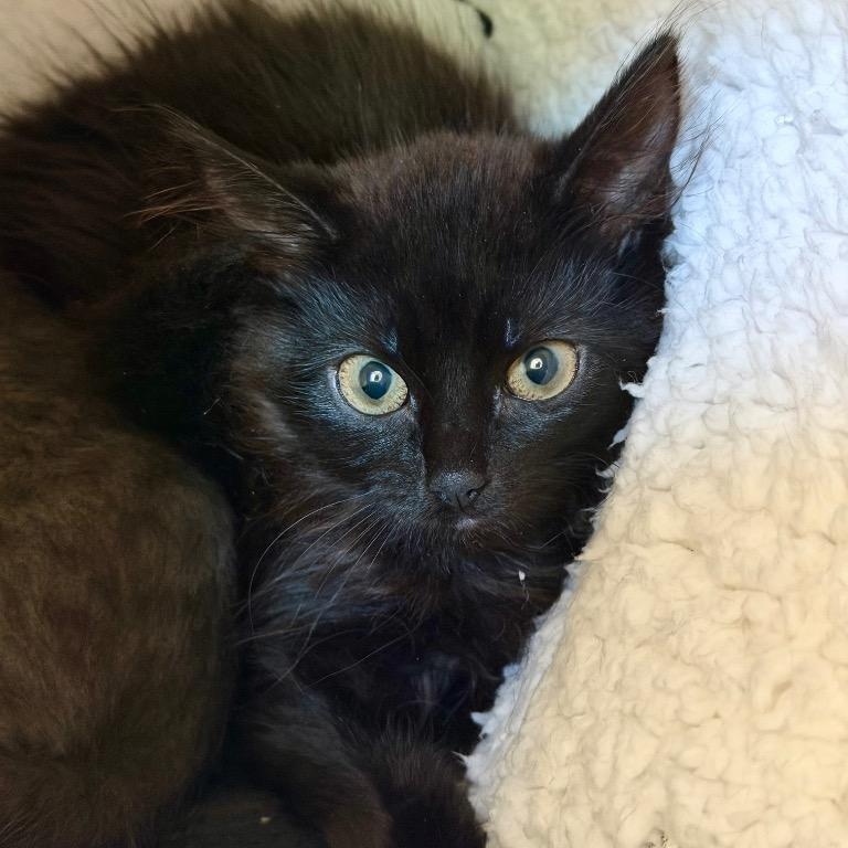 Camellia & Trillium, a ADOPTABLE Domestic Short Hair in Medfield, MA image 3/3
