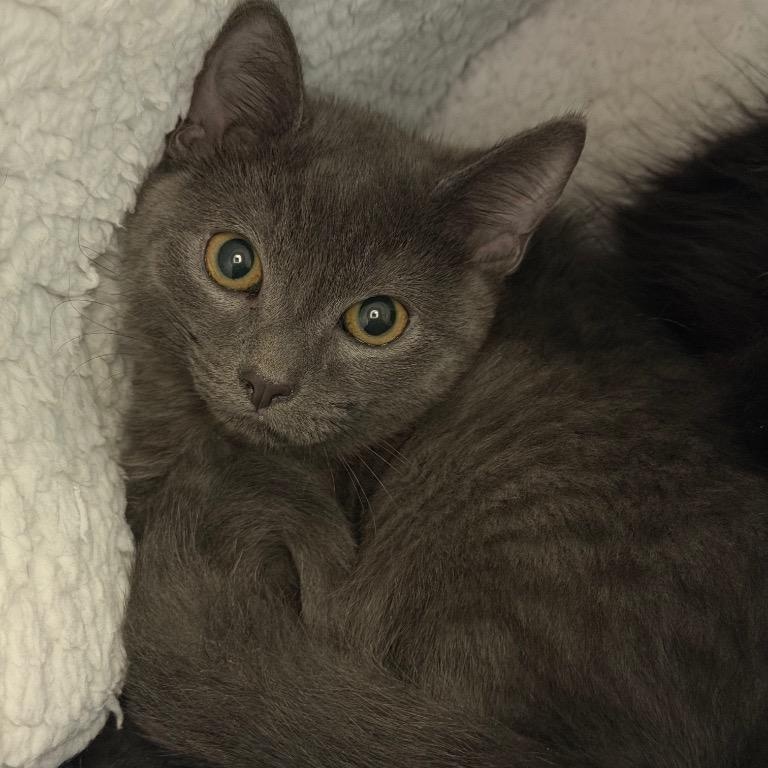 Camellia & Trillium, a ADOPTABLE Domestic Short Hair in Medfield, MA image 2/3