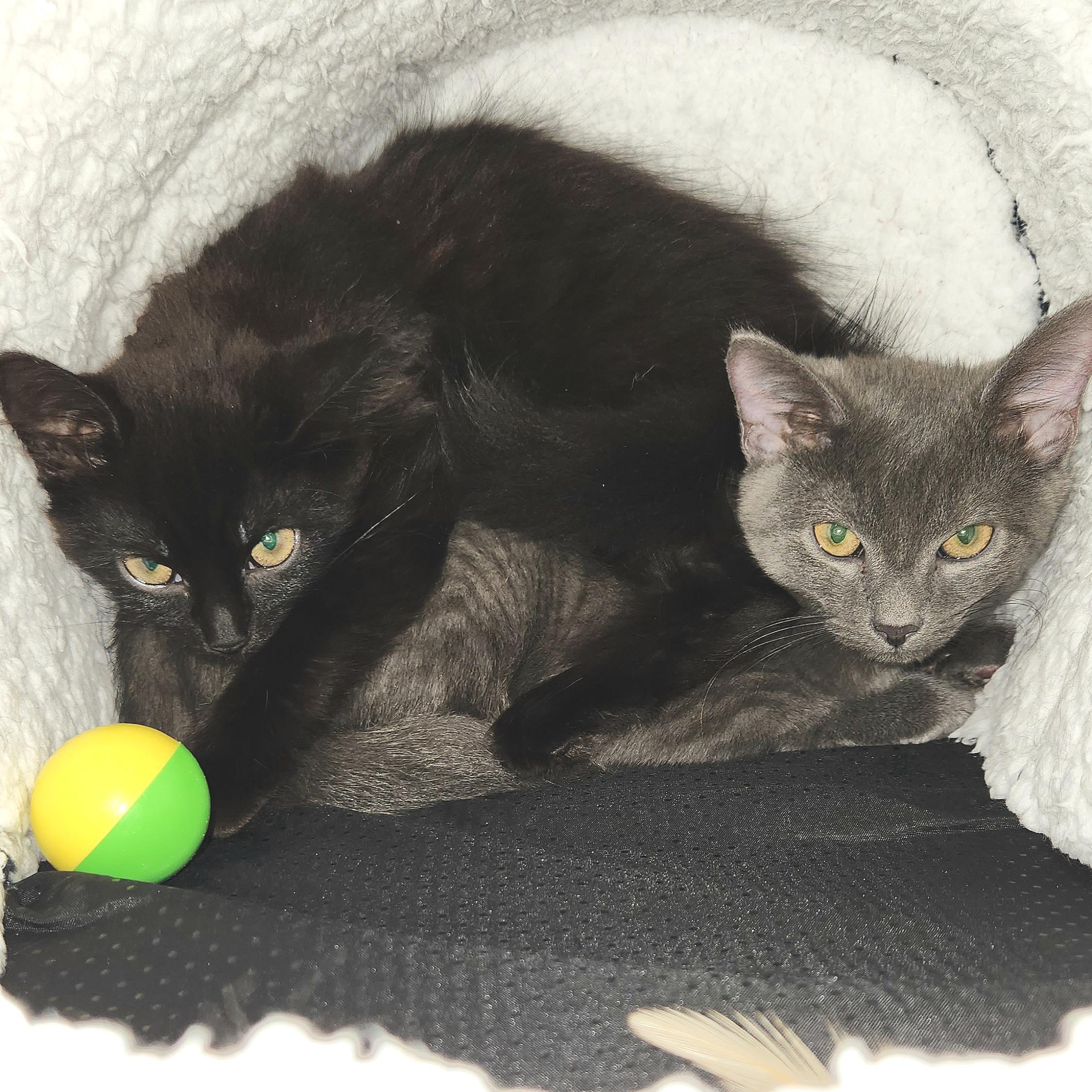 Camellia & Trillium, ADOPTABLE, Kitten Female Domestic Short Hair.