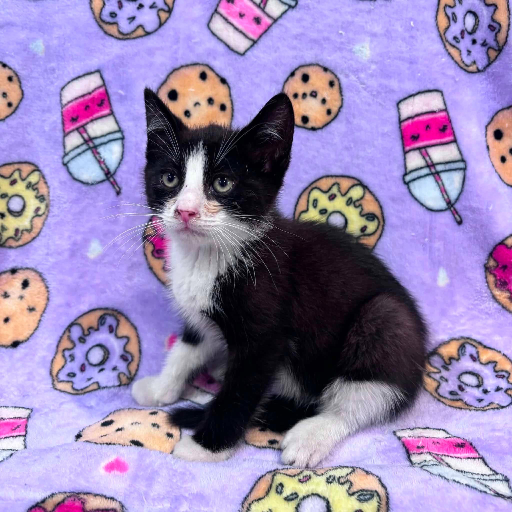 Enlarge ROSIE 2, a Adoptable Domestic Short Hair in Tillsonburg, ON image 2/2