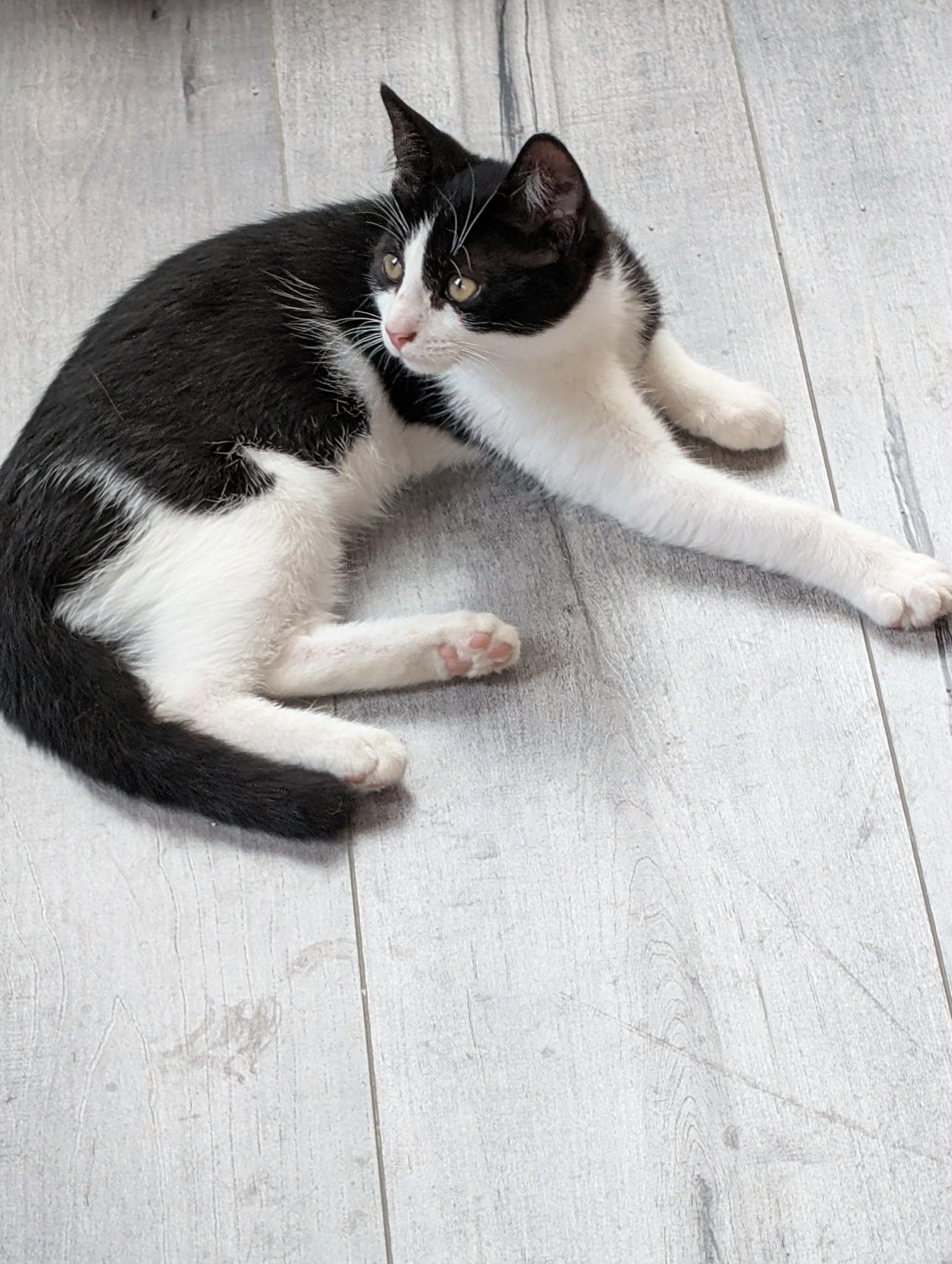 Enlarge ROSIE 2, a Adoptable Domestic Short Hair in Tillsonburg, ON image 1/2