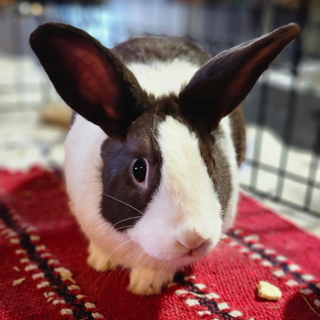 Abigail, Adoptable, Adult Female Dutch.