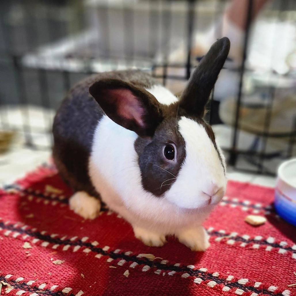 Abigail, a Adoptable Dutch in Baltimore, MD image 2/4